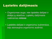 Mitozė - nelytinių ląstelių dalijimasis  3 puslapis