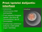 Mitozė - nelytinių ląstelių dalijimasis  4 puslapis