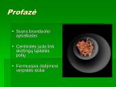Mitozė - nelytinių ląstelių dalijimasis  5 puslapis