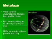 Mitozė - nelytinių ląstelių dalijimasis  6 puslapis