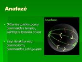Mitozė - nelytinių ląstelių dalijimasis  7 puslapis
