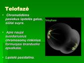 Mitozė - nelytinių ląstelių dalijimasis  8 puslapis