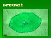 Mitozė - nelytinių ląstelių dalijimasis  10 puslapis