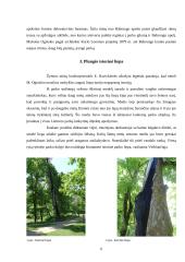 Plungės dvaro parkas 3 puslapis