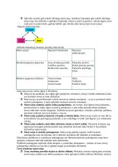 Sugebėjimai ir intelektas. Teorija 11 puslapis