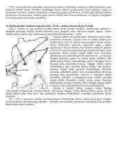 Urbanistikos istorija ir filosofija 11 puslapis