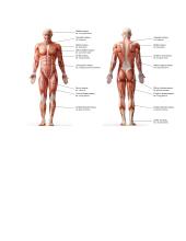 Anatomijos konspektas 14 puslapis