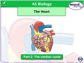 Nervous & Endocrine Systems 11 puslapis