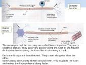 Nervous & Endocrine Systems 6 puslapis