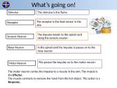 Nervous & Endocrine Systems 10 puslapis