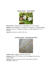 Augalų aprašymas 2 puslapis