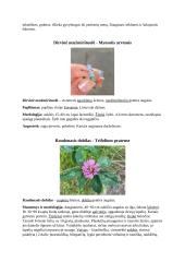 Augalų aprašymas 5 puslapis
