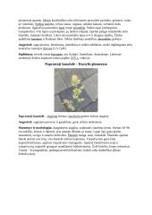 Augalų aprašymas 6 puslapis