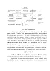 UAB „Čilija“ veiklos analizė - vadybos aspektas 6 puslapis