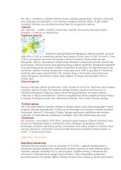 Istorijos sąvokos 8 puslapis