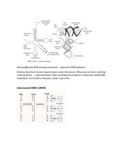 Nukleorūgščių ir baltymų molekulinė struktūra DNR, RNR ir baltymų biosintezė 11 puslapis