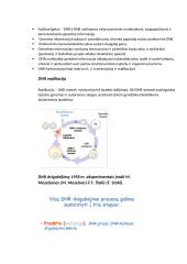 Nukleorūgščių ir baltymų molekulinė struktūra DNR, RNR ir baltymų biosintezė 14 puslapis