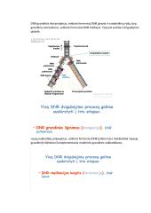 Nukleorūgščių ir baltymų molekulinė struktūra DNR, RNR ir baltymų biosintezė 15 puslapis