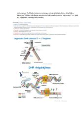 Nukleorūgščių ir baltymų molekulinė struktūra DNR, RNR ir baltymų biosintezė 16 puslapis