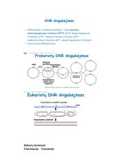 Nukleorūgščių ir baltymų molekulinė struktūra DNR, RNR ir baltymų biosintezė 17 puslapis