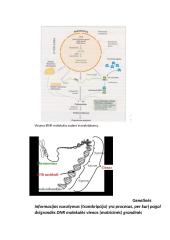 Nukleorūgščių ir baltymų molekulinė struktūra DNR, RNR ir baltymų biosintezė 18 puslapis
