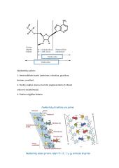 Nukleorūgščių ir baltymų molekulinė struktūra DNR, RNR ir baltymų biosintezė 3 puslapis