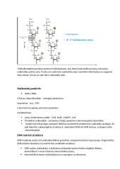 Nukleorūgščių ir baltymų molekulinė struktūra DNR, RNR ir baltymų biosintezė 4 puslapis