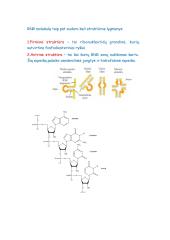 Nukleorūgščių ir baltymų molekulinė struktūra DNR, RNR ir baltymų biosintezė 9 puslapis