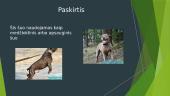 Biologijos darbas apie šuns veislę, bandogas 9 puslapis
