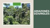 Amazonės džiunglės