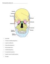 Anatomijos santrauka: kaulai  3 puslapis