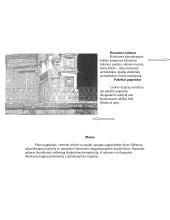 Architektūros istorija: Parlamento rūmai Londone ir Selimo II mečetė 13 puslapis