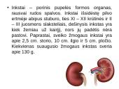 Inkstų fiziologija ir sandara 2 puslapis