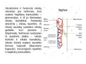 Inkstų fiziologija ir sandara 4 puslapis