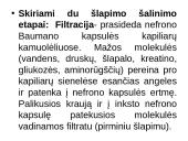 Inkstų fiziologija ir sandara 7 puslapis