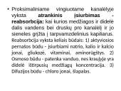 Inkstų fiziologija ir sandara 8 puslapis