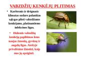 Klimato kaitos poveikis žmogui 8 puslapis