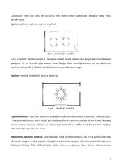 Bibliotekos dizaino projektas 5 puslapis