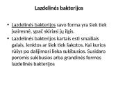 Bakterijos ir jų tipai 4 puslapis