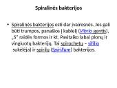 Bakterijos ir jų tipai 5 puslapis