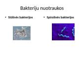 Bakterijos ir jų tipai 7 puslapis
