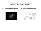 Bakterijos ir jų tipai 8 puslapis