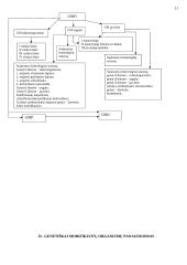 Genetiškai modifikuoti organizmai (GMO) 11 puslapis