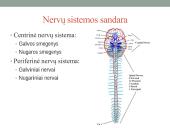 Galvos smegenų sandara ir kraujotaka 2 puslapis