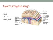 Galvos smegenų sandara ir kraujotaka 11 puslapis