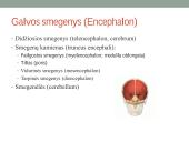 Galvos smegenų sandara ir kraujotaka 13 puslapis