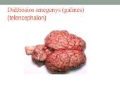 Galvos smegenų sandara ir kraujotaka 14 puslapis