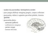 Galvos smegenų sandara ir kraujotaka 15 puslapis