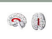 Galvos smegenų sandara ir kraujotaka 16 puslapis