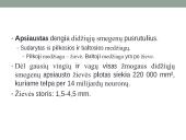 Galvos smegenų sandara ir kraujotaka 17 puslapis